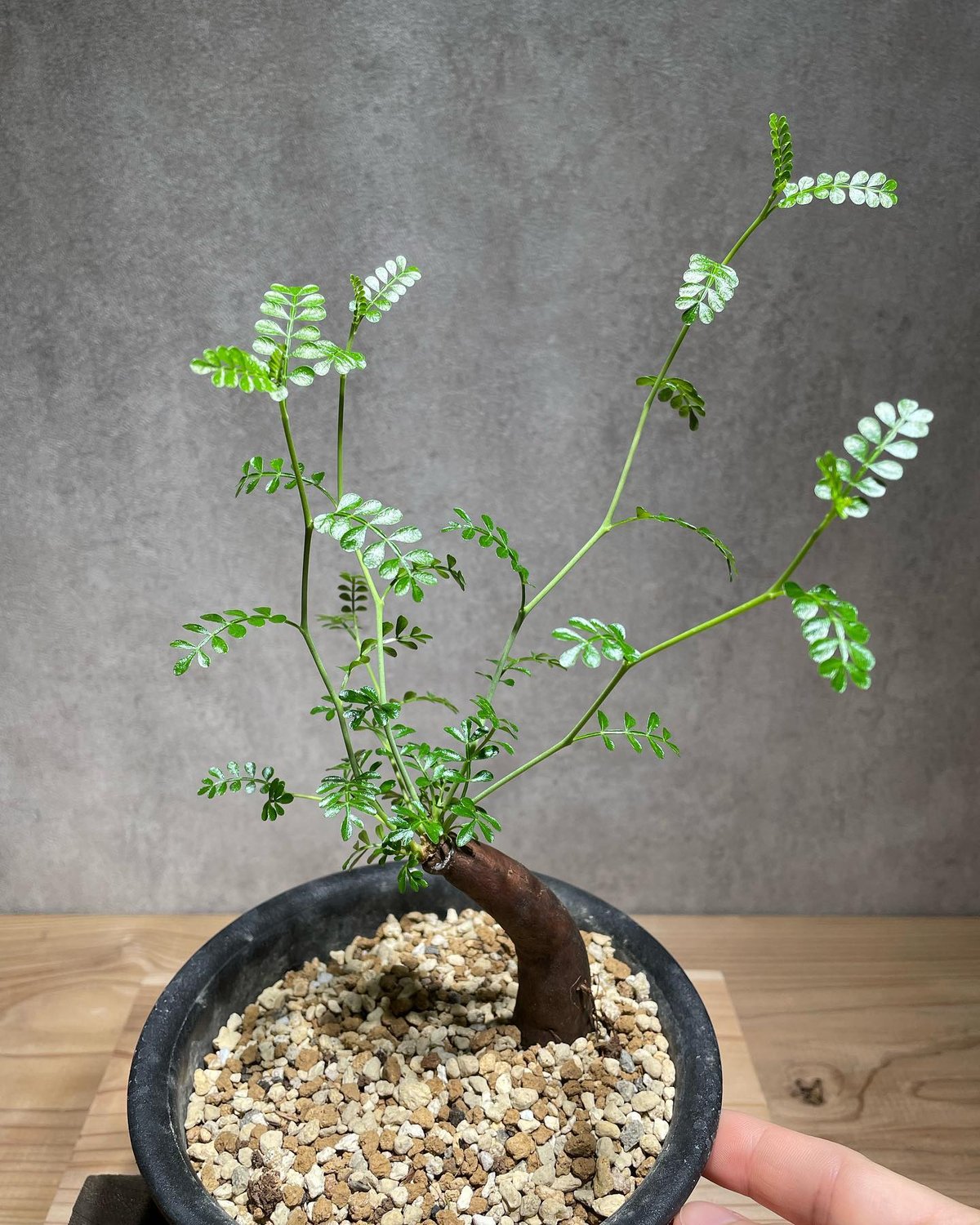 オペルクリカリア パキプス 根差し (商品番号PP-60) | RISE-CAUDEX ONL