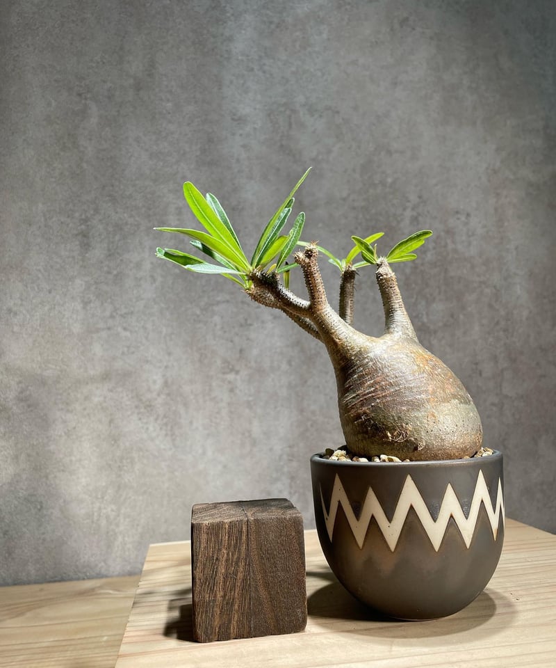 パキポディウム グラキリス Pachypodium gracilius 発根済 (商品番号g