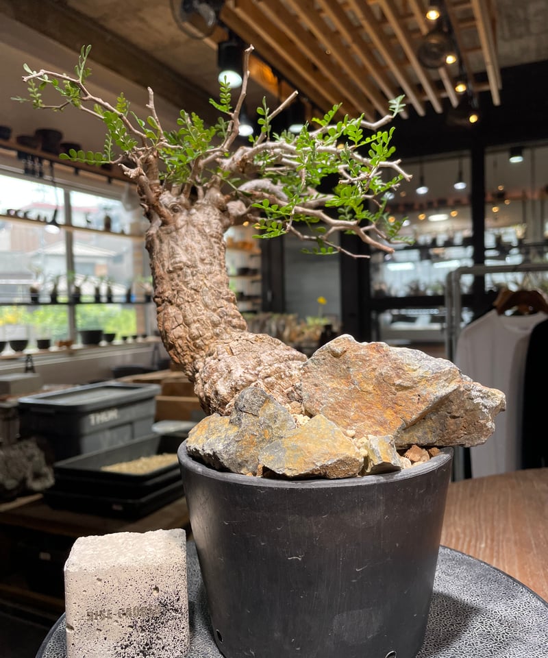 オペルクリカリア パキプス／Operculicarya pachypus 発根済 (商品番号P