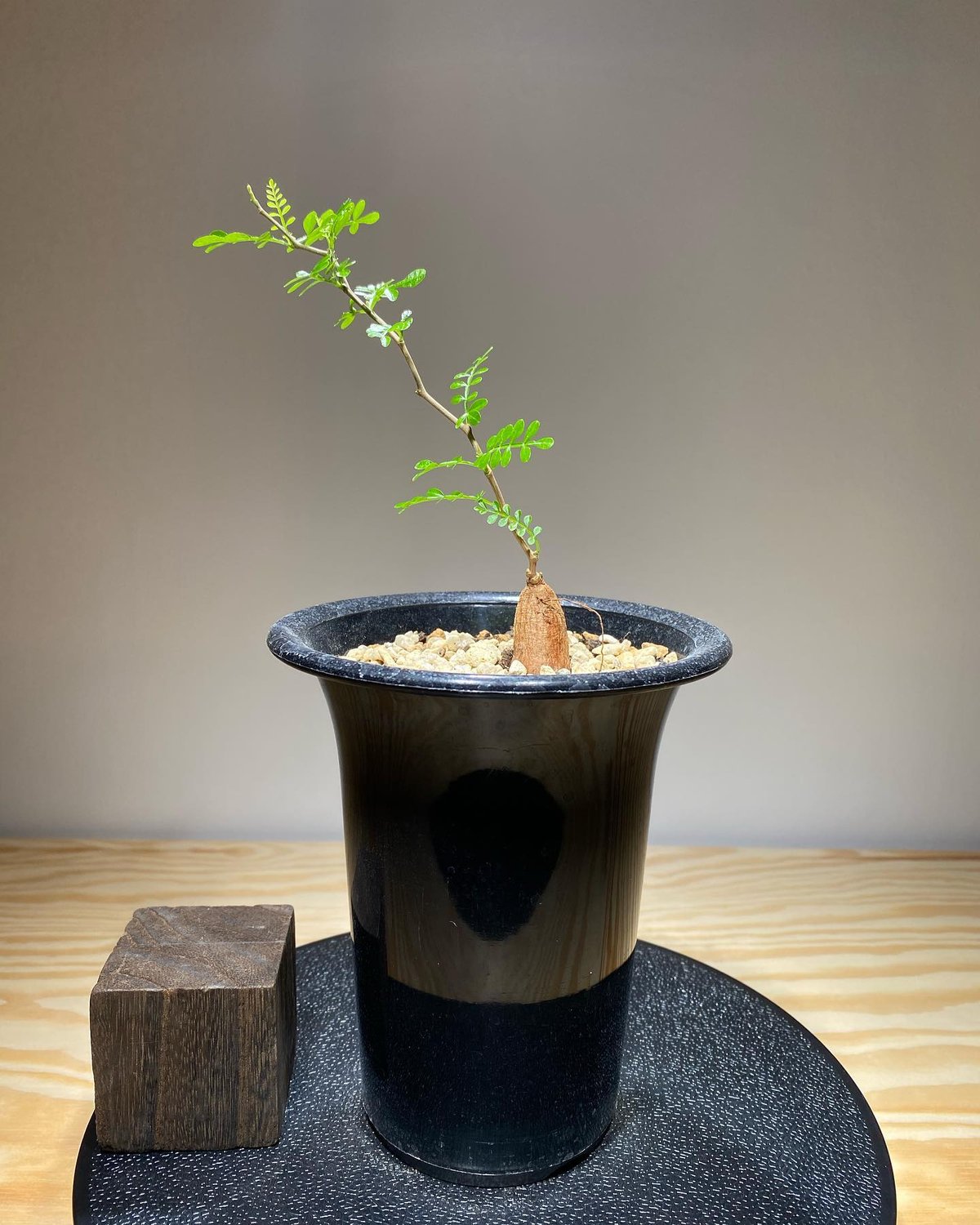 オペルクリカリア パキプス 根差し (商品番号PP-74) | RISE-CAUDEX ONL