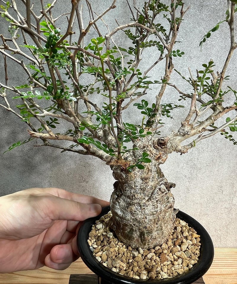 オペルクリカリア パキプス／Operculicarya pachypus 発根済 (塊根幅6c