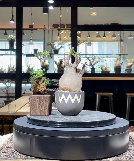 CATEGORY VALIEM鉢植込み | RISE-CAUDEX ONLINE STORE