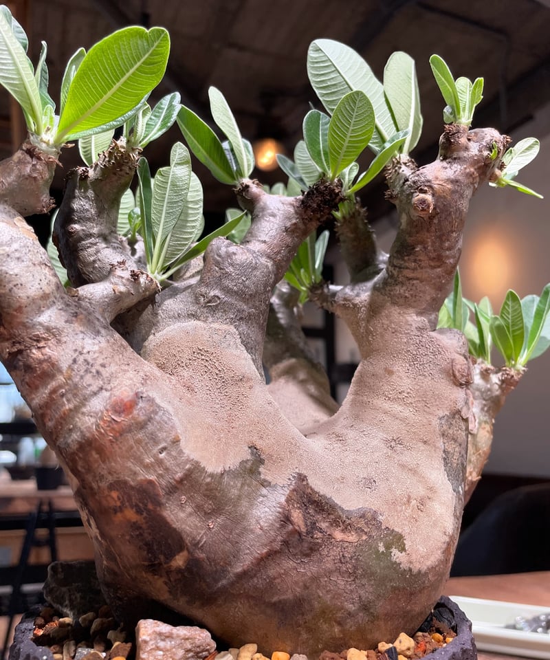 パキポディウム デンシフローラム 発根済 (ds-001km) 鉢：Kuniaki Mats