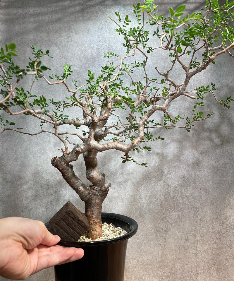 コミフォラ モンストローサ /Commiphora monstrosa 発根済 (幹幅約3.