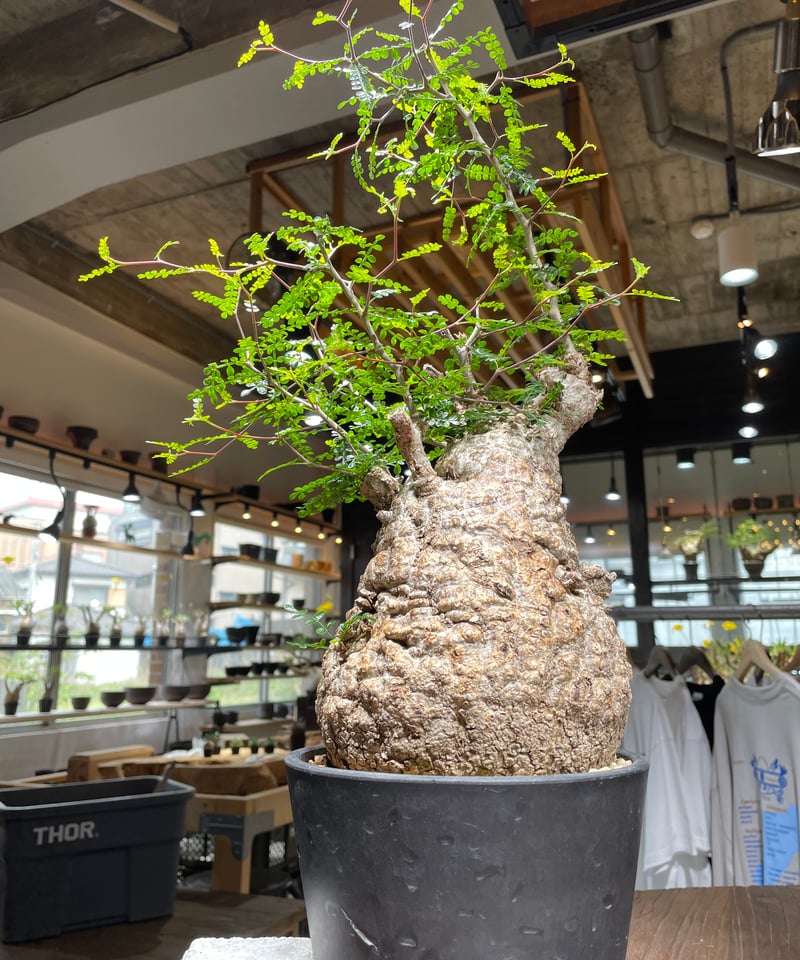 オペルクリカリア パキプス／Operculicarya pachypus 発根済 (商品番号P