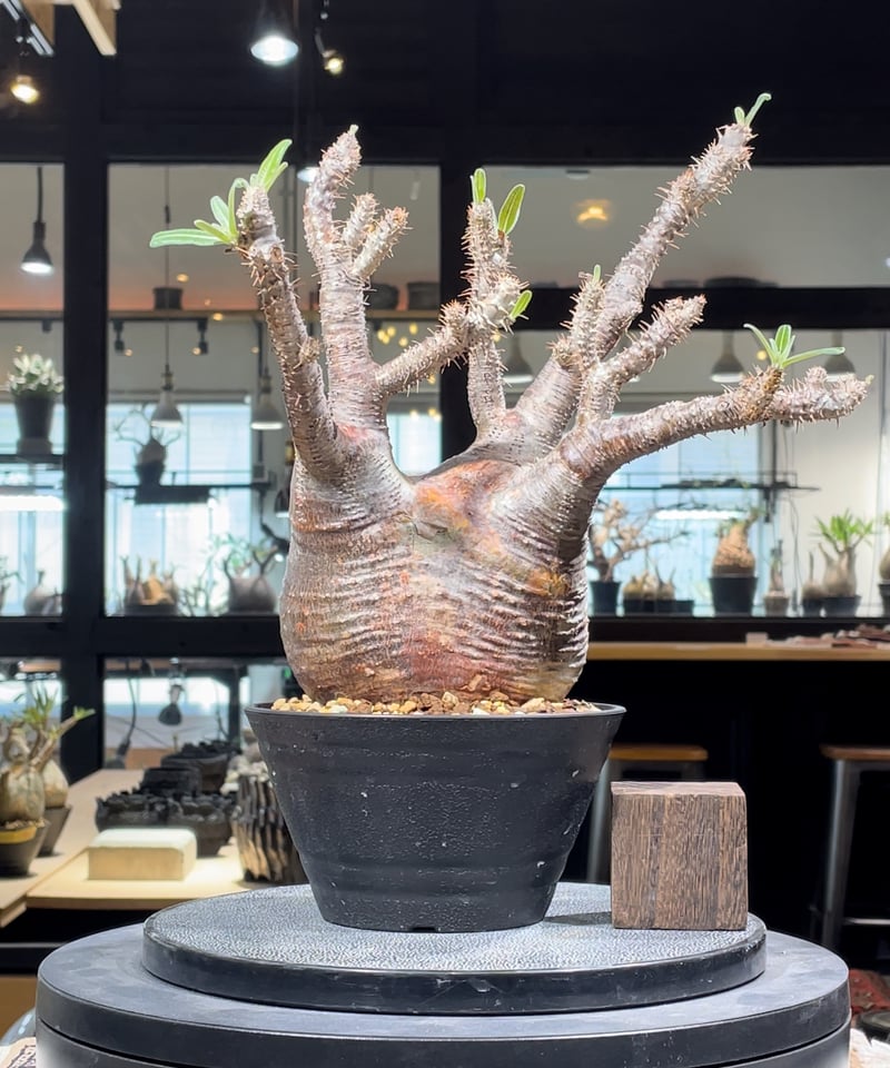 パキポディウム グラキリス Pachypodium gracilius 発根済 (gk-31