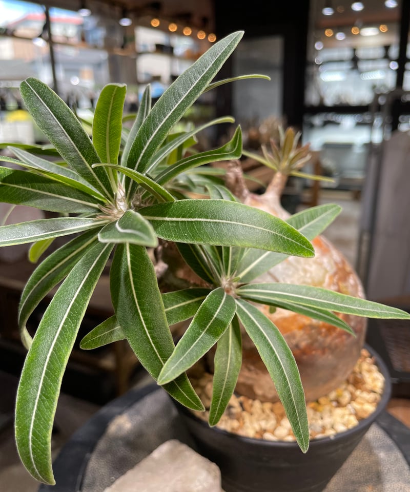 パキポディウム グラキリス Pachypodium gracilius 発根済 (gk-49