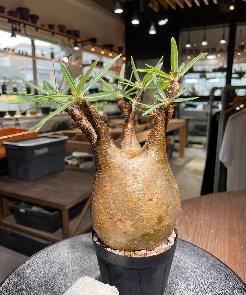 パキポディウム グラキリス Pachypodium gracilius 発根済 (gk-52