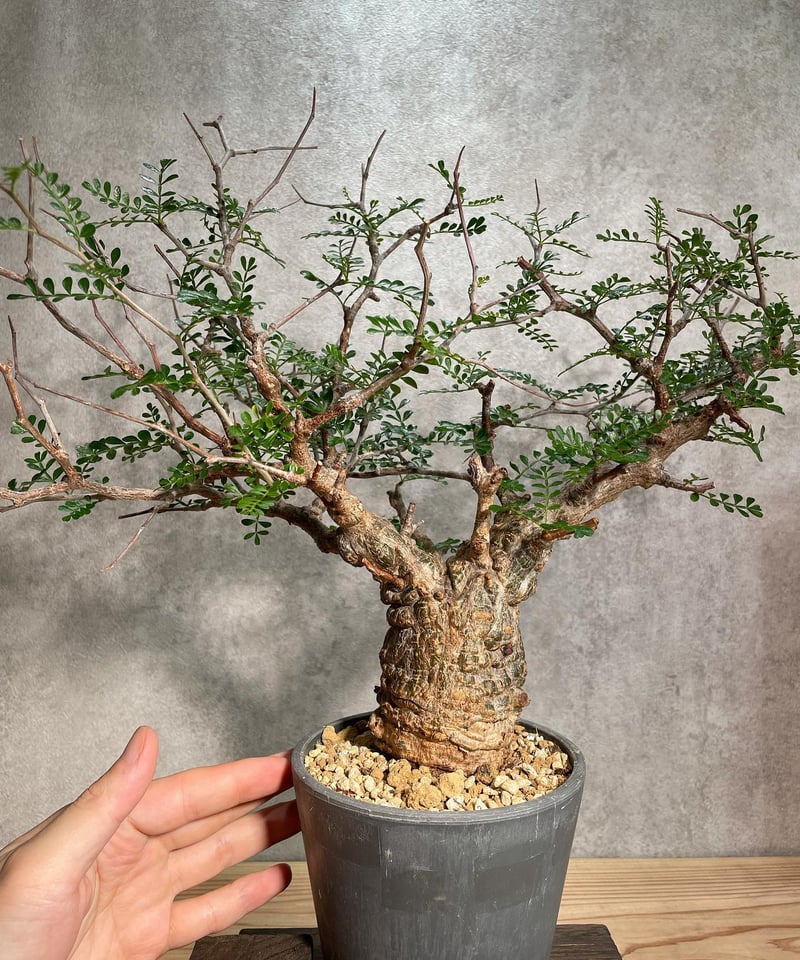 お正月セール 塊根15cm】オペルクリカリア パキプス 発根済み お正月