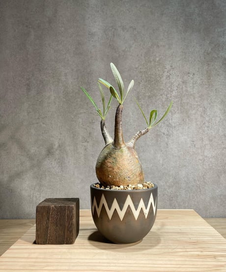 CATEGORY VALIEM鉢植込み | RISE-CAUDEX ONLINE STORE