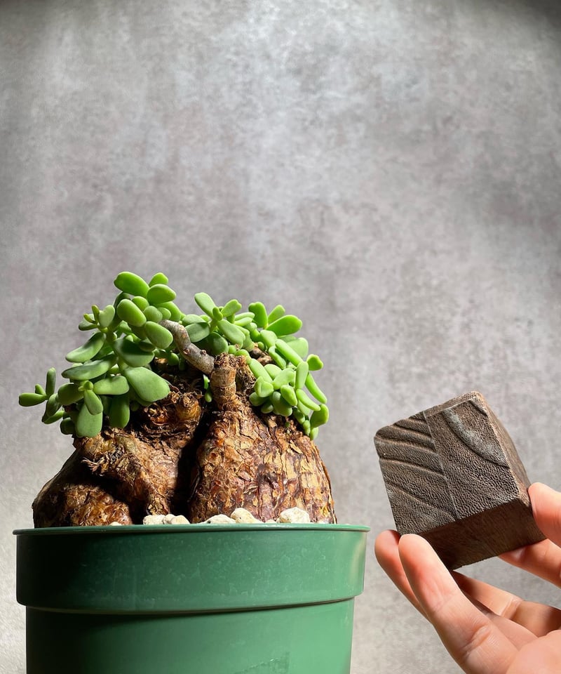 ケラリア ピグマエア／Ceraria pygmaea 発根済 (商品番号pm-3) | RIS