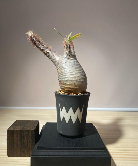 CATEGORY VALIEM鉢植込み | RISE-CAUDEX ONLINE STORE