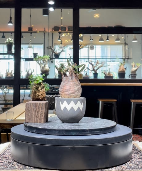 CATEGORY VALIEM鉢植込み | RISE-CAUDEX ONLINE STORE