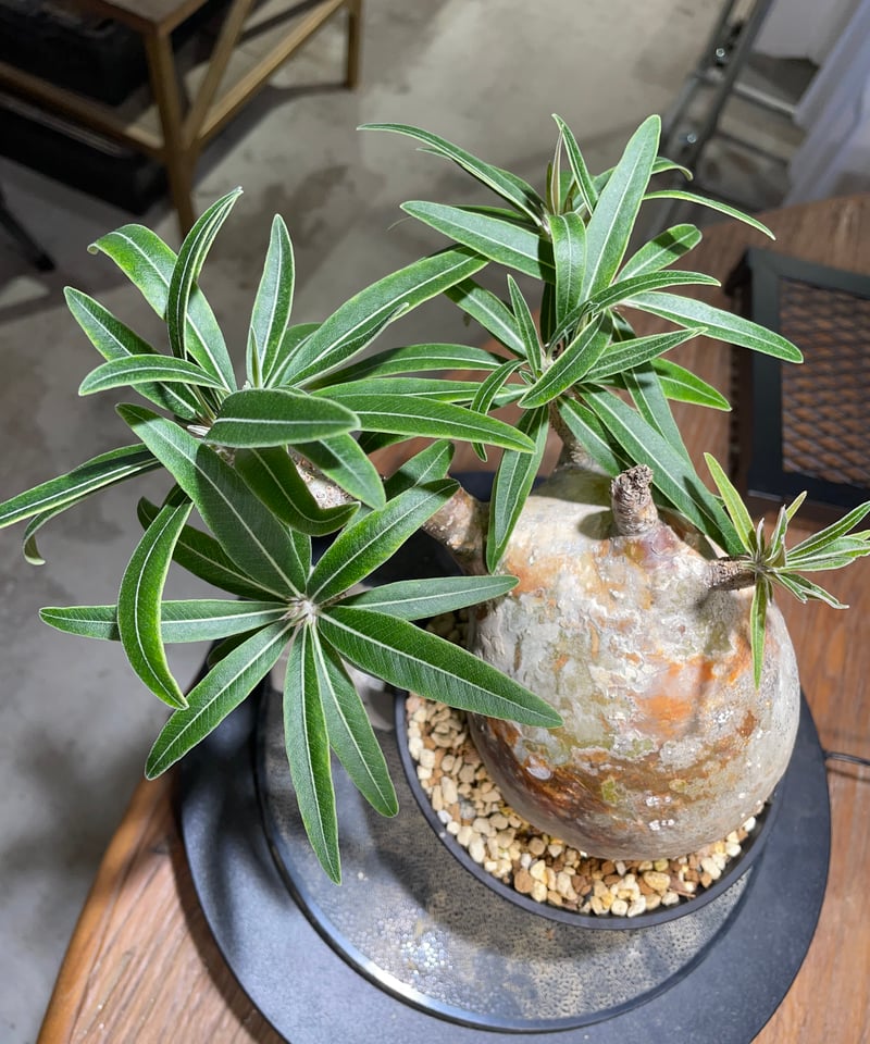 パキポディウム グラキリス Pachypodium gracilius 発根済 (gk-49