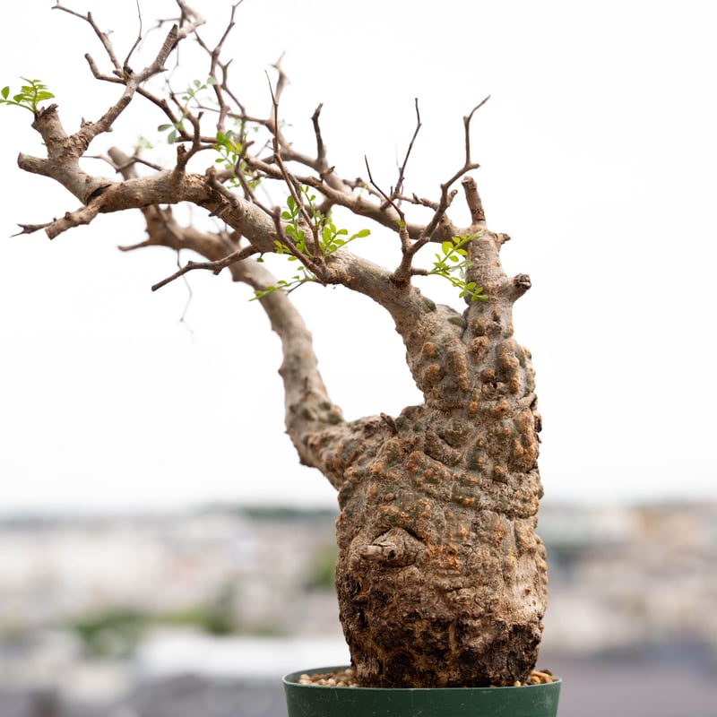 オペルクリカリア パキプス-OP12 | Supervoid Caudex