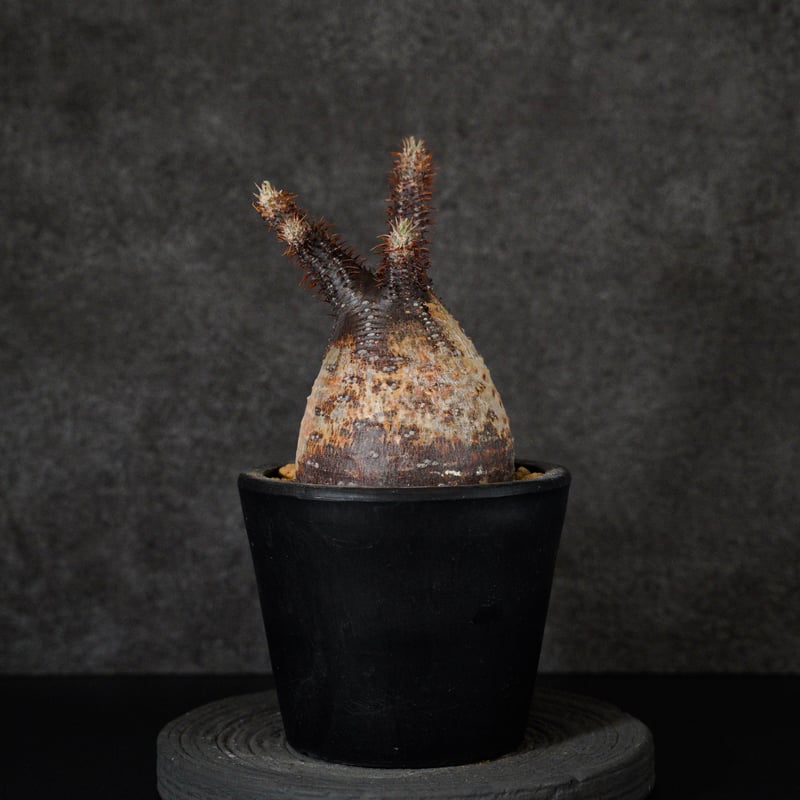 パキポディウム グラキリス-PG294 | Supervoid Caudex