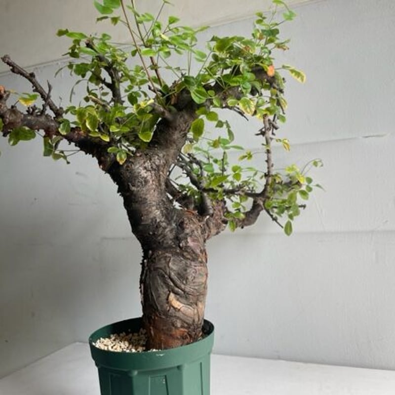 Commiphora boranensis コミフォラ ボラネンシス | Wild Fauna