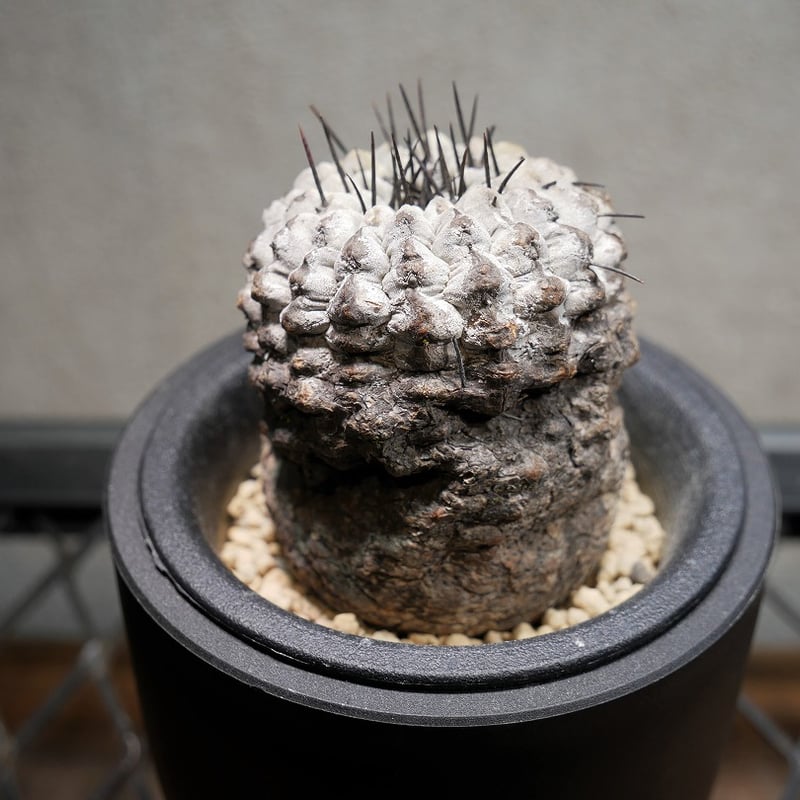 コピアポア コルムナアルバ 孤竜丸 C | Green Shop MITSUBACHI