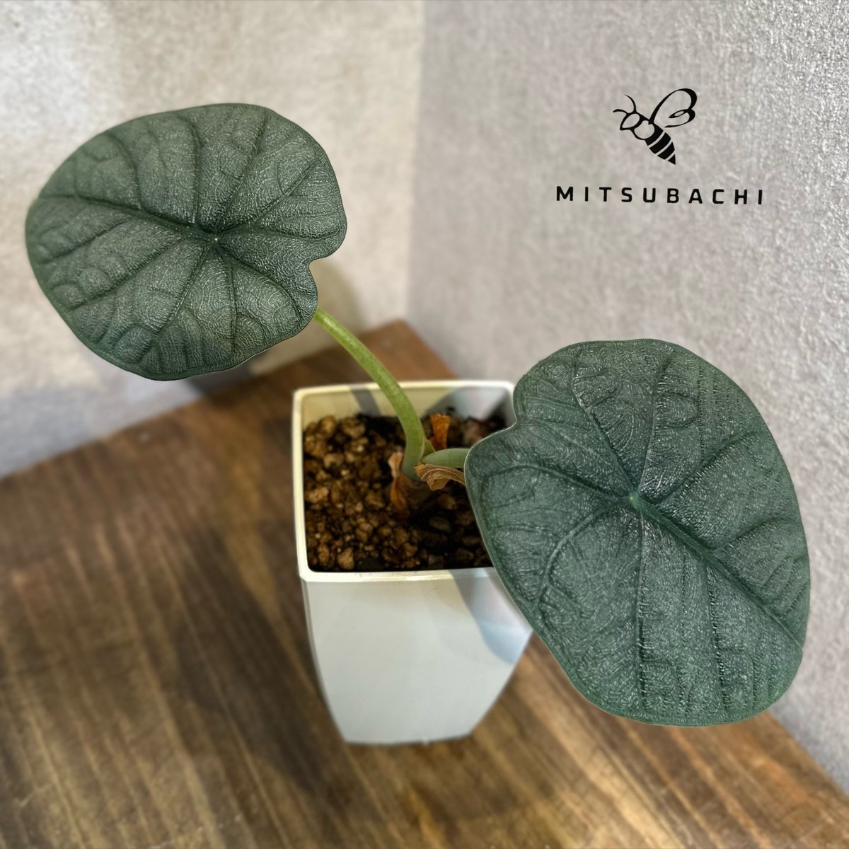 アロカシア メロ 3号 | Green Shop MITSUBACHI