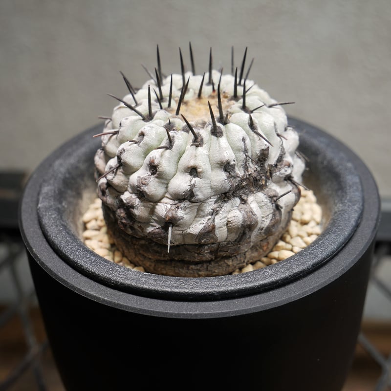 コピアポア コルムナアルバ 孤竜丸 A | Green Shop MITSUBACHI