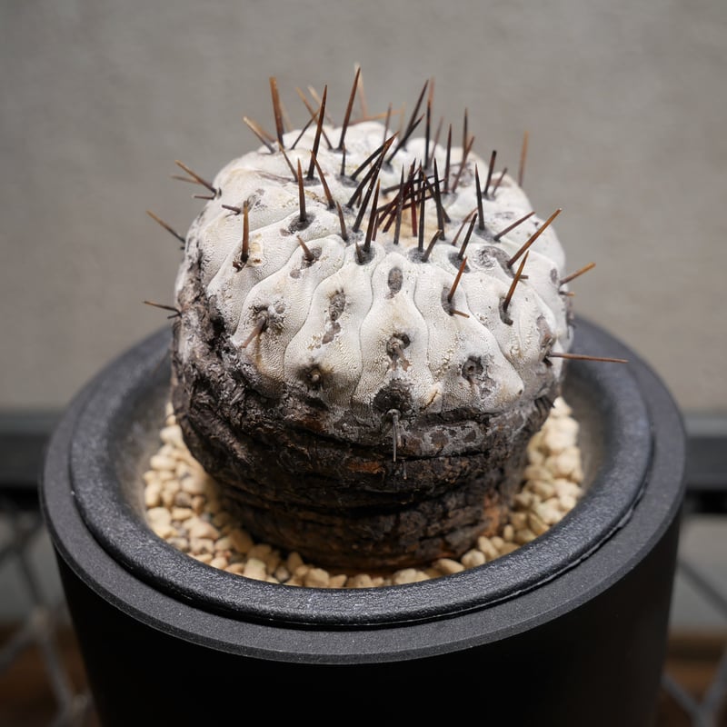 コピアポア コルムナアルバ 孤竜丸 Ⅾ | Green Shop MITSUBACHI