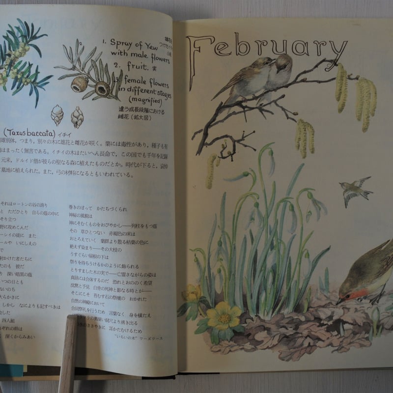 イーディス・ホールデン「カントリー・ダイアリー」Edith Holden