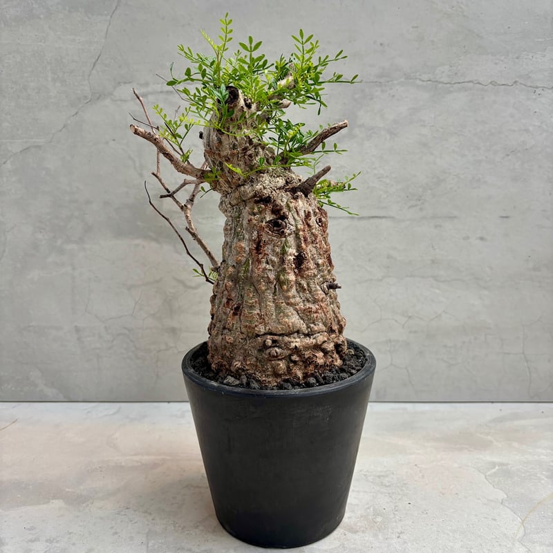 オペルクリカリア・パキプス(24dec24.v14-2) | GOOD DAYS