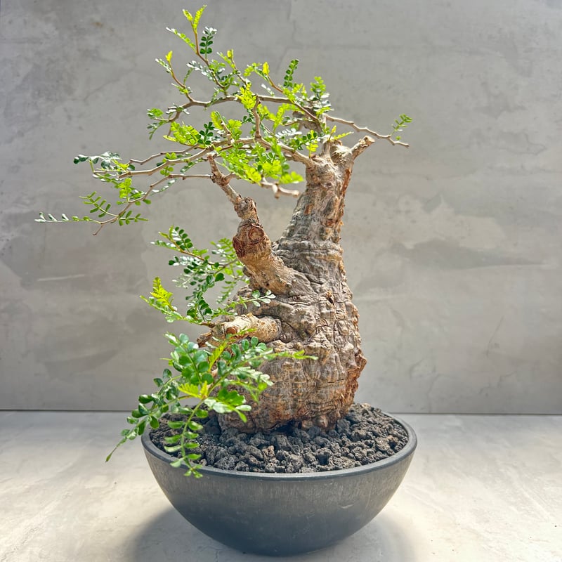 オペルクリカリア・パキプス(231002) | GOOD DAYS