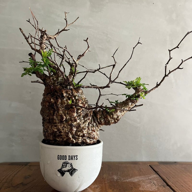 オペルクリカリア・パキプス【GOODDAYS/white鉢セット】 | GOOD DAYS