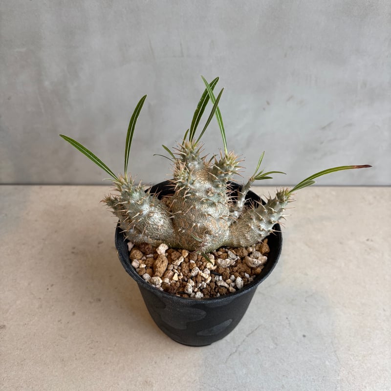 パキポディウム・グラキリス 【実生】(24nov27.h06-8) | GOOD DAYS