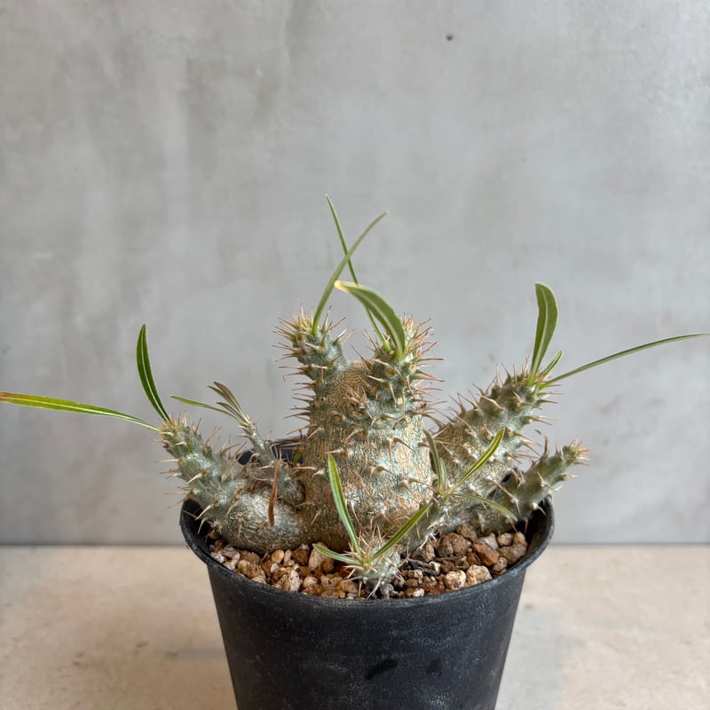 パキポディウム・グラキリス 【実生】(24nov27.h06-8) | GOOD DAYS