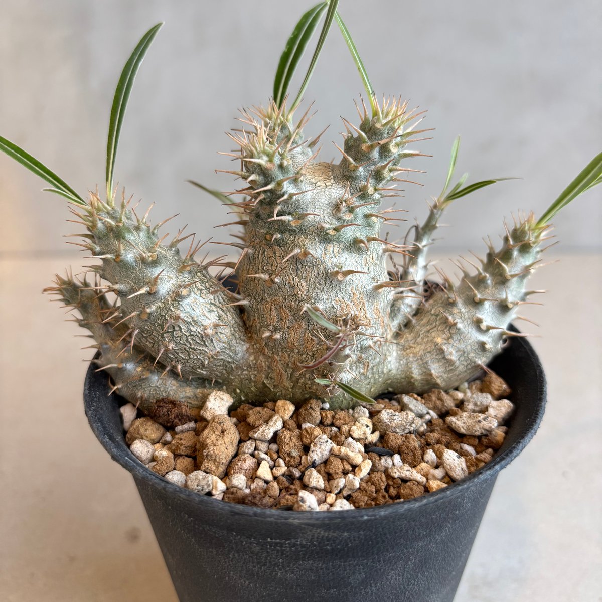 パキポディウム・グラキリス 【実生】(24nov27.h06-8) | GOOD DAYS