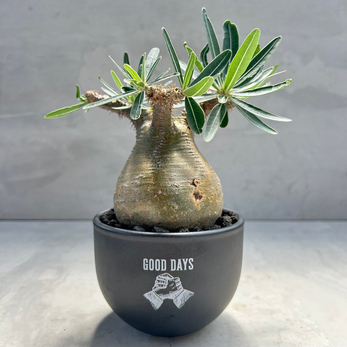 パキポディウム・グラキリス(24dec24.v01-57) | GOOD DAYS