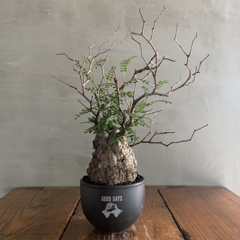 オペルクリカリア・パキプス【GOODDAYS/black鉢セット】23may19.n6-9 |