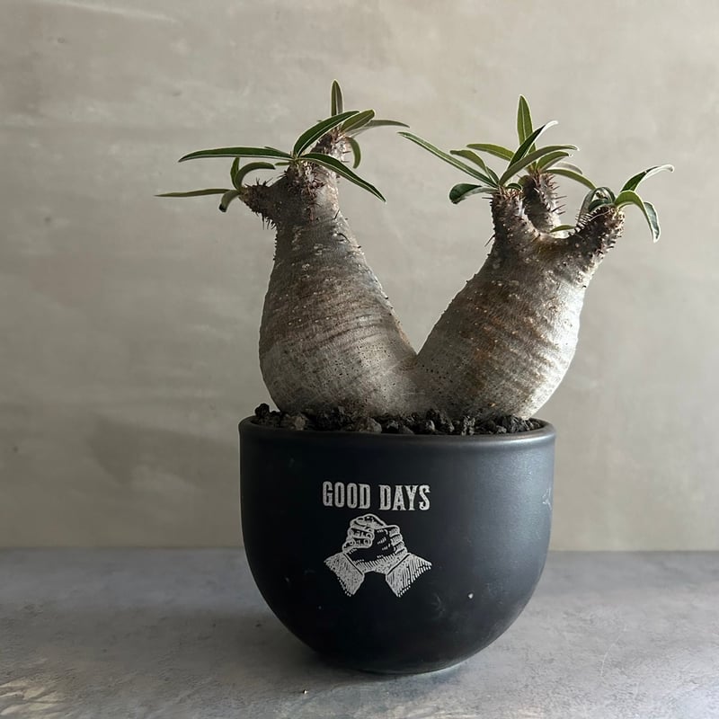 パキポディウム グラキリス ダブル GOODDAYS/黒鉢セット【23oct22.n2-4