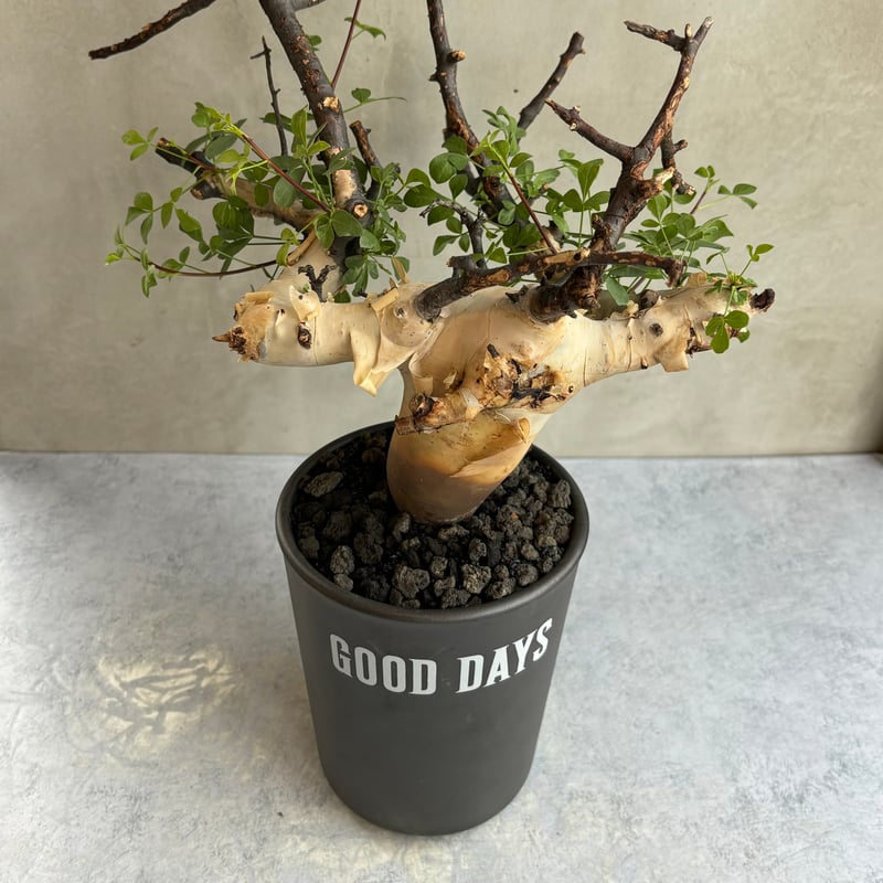 コミフォラ カタフ ピュア【GOODDAYS長鉢 black】（24jun29.e1-30）