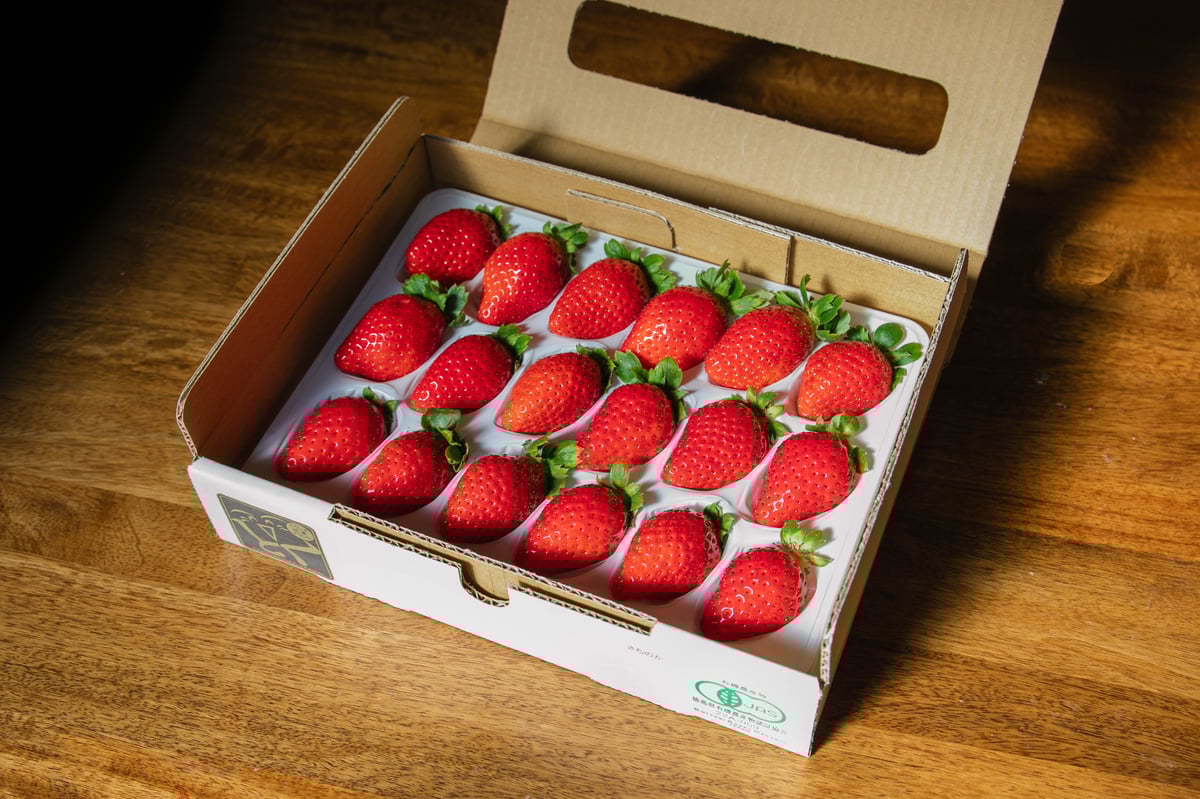 苺様 いちご様 いちご様 いちごページ 椿 Buy ZX 8000 'Strawberry Latte