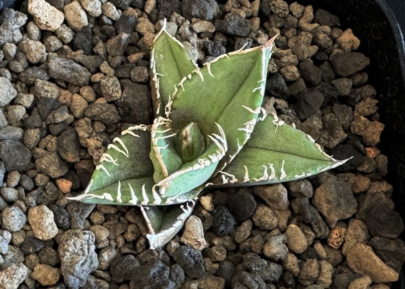 アガベ・チタノタ 流星(台湾Lize産)-001｜agave titanota Meteor