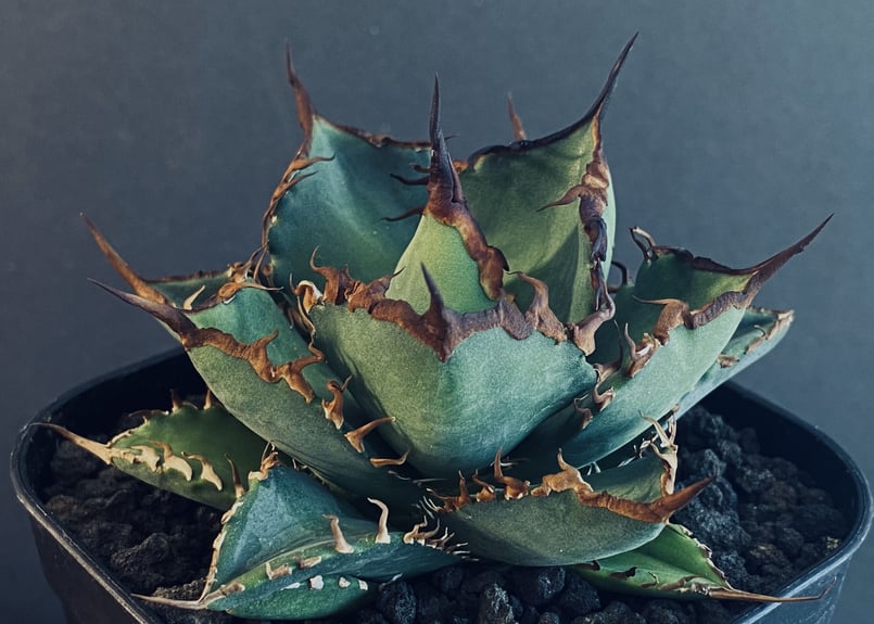 アガベ・チタノタ 黒犀牛（小株）-014｜Titanota black rhino | Plu