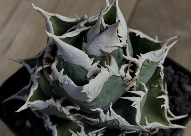 アガベ・チタノタ 大白鯊／Lize血統（芽）-007｜agave titanota 大白鯊