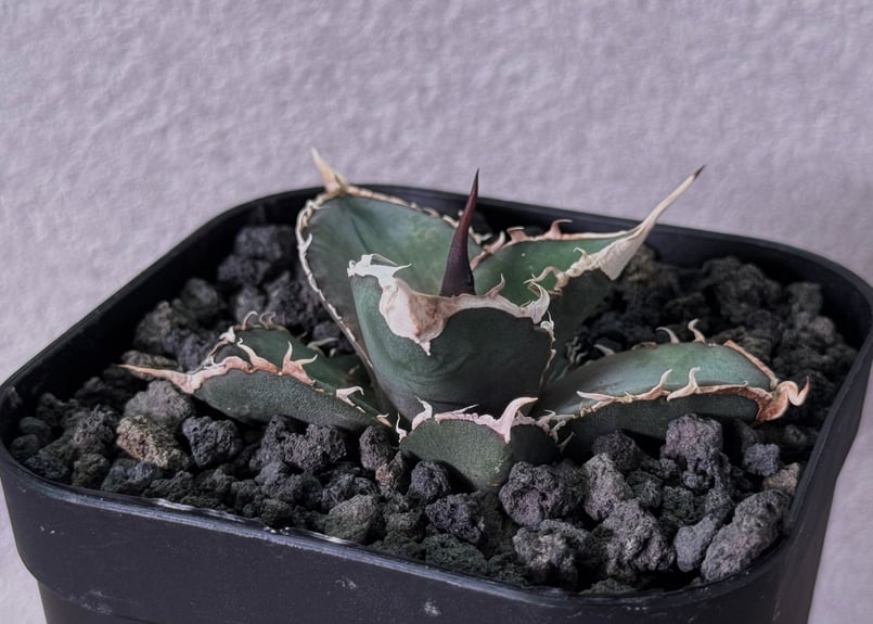 アガベ・チタノタ 緑幽霊（芽）-007｜agave titanota green ghost