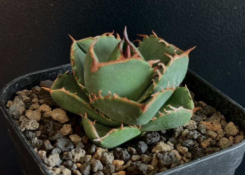 アガベ・チタノタ（ノーネーム）003｜agave titanota No Name | Plu