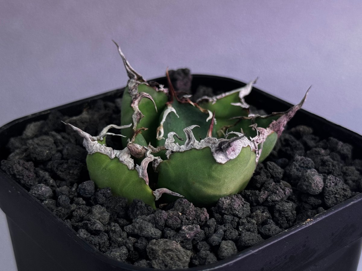 断捨離】おまとめ品 アガベ チタノタ シーザー ボール 大株 断捨離】お