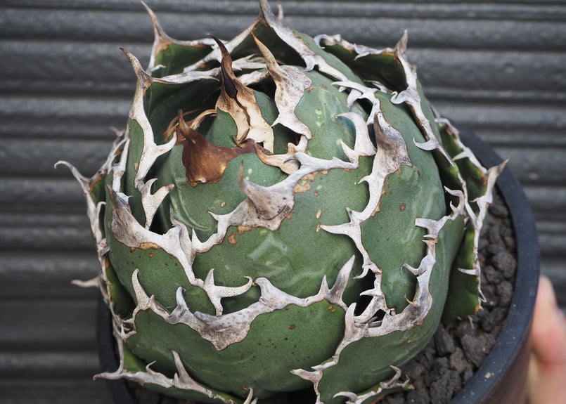 アガベ・チタノタ白鯨（ボールタイプ）大-088｜agave titanota white wh