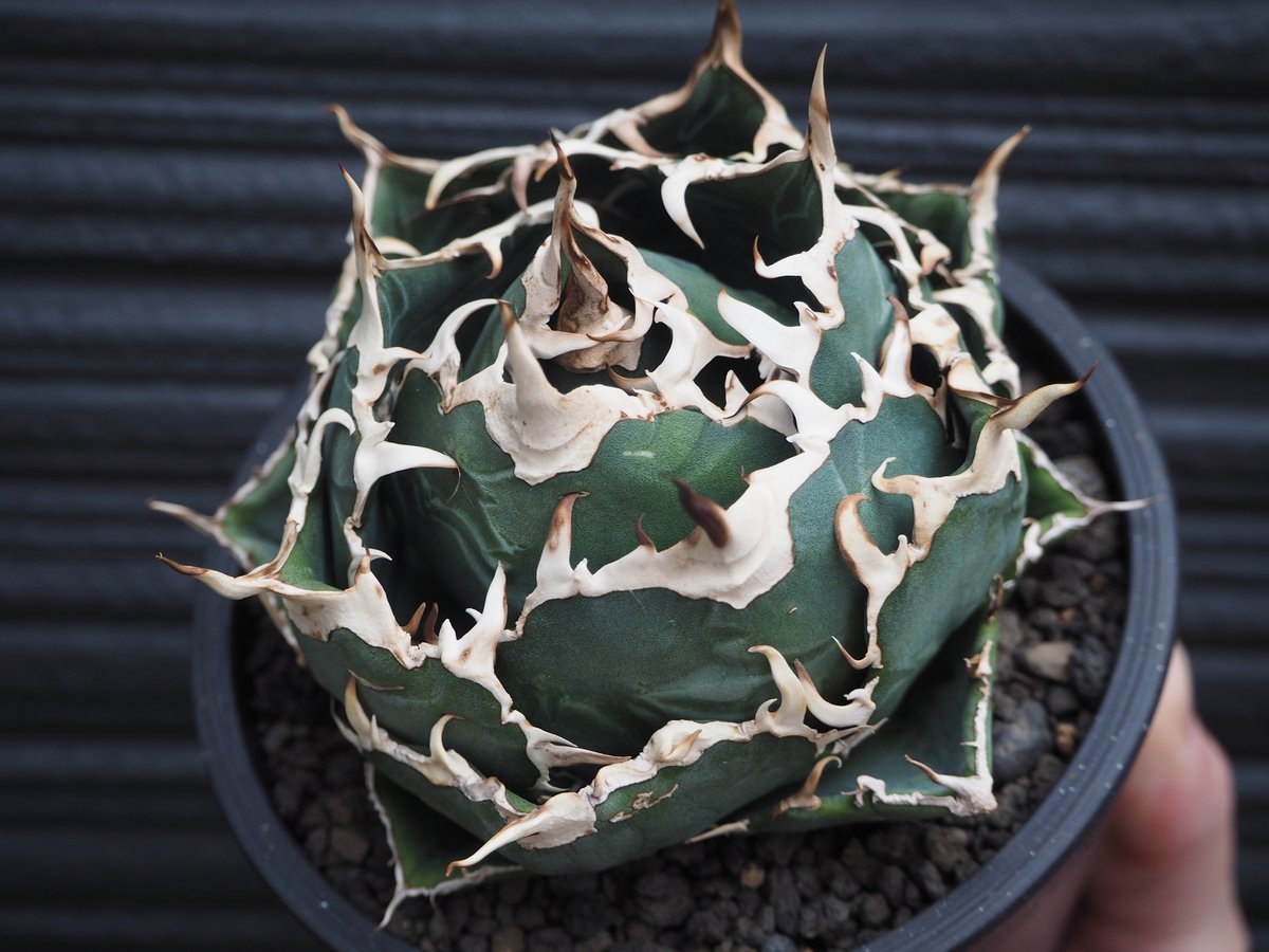 アガベ・チタノタ白鯨（ボールタイプ）中-065｜agave titanota white wh