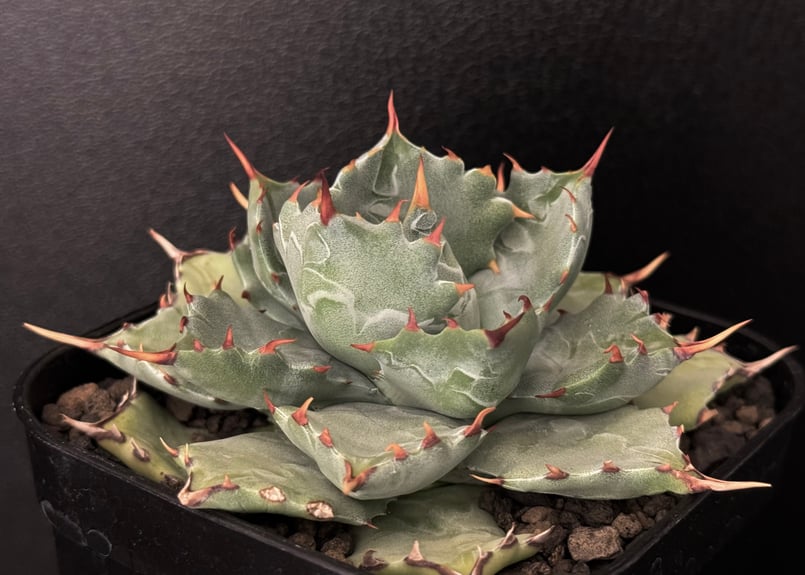 アガベ・姫蠍蟹 (小株)-001｜Agave gypsophila x isthmensis