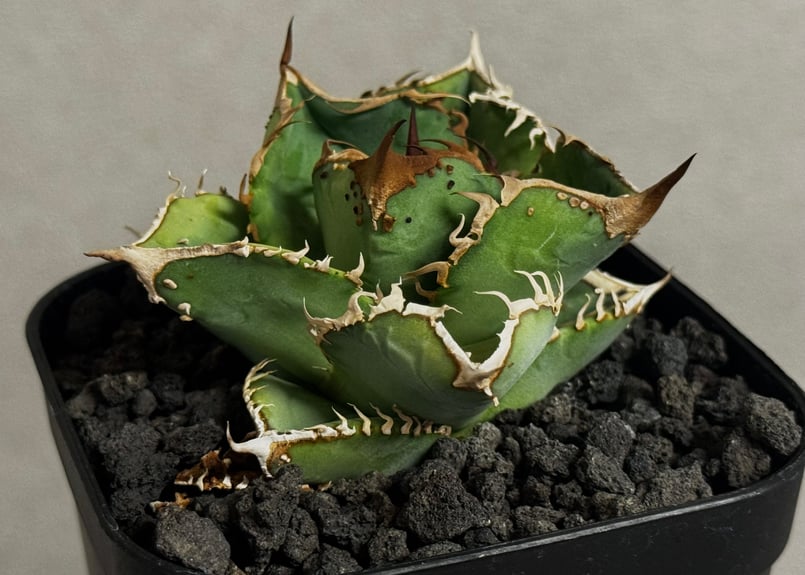 アガベ・チタノタ 星空/台湾agave cho産（芽）-005｜agave titanota