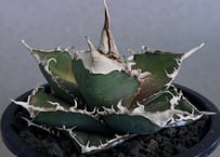 アガベ チタノタ ビースト アガベ チタノタ ビースト 子株 | Agave