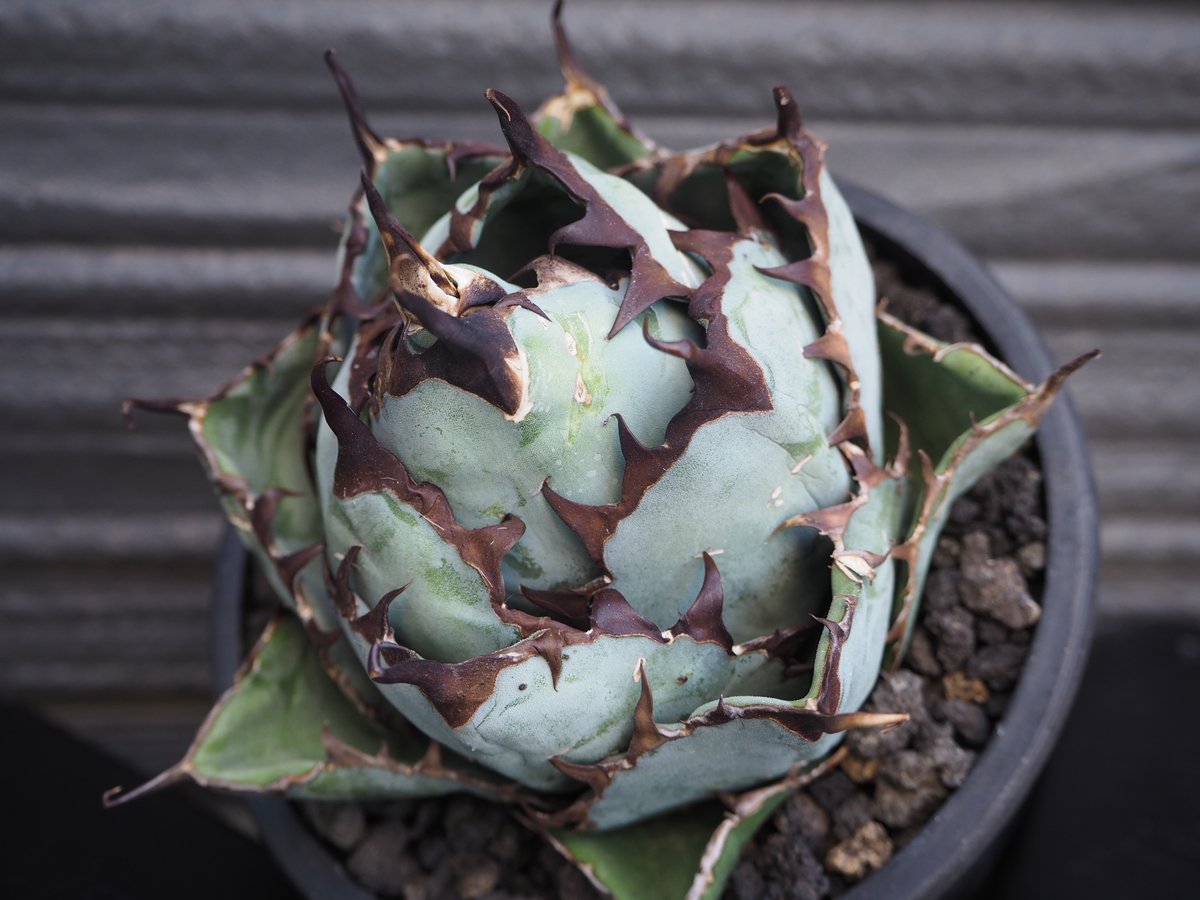 アガベ・チタノタ ブラックアンドブルー/BB(ボールタイプ)中-005