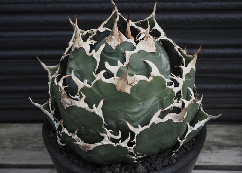 アガベ・チタノタ白鯨(芽／大)-077｜agave titanota white whale